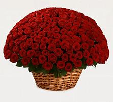 Премиум букет из: Розы в Приволжске